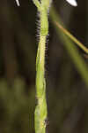 Thistleleaf aster